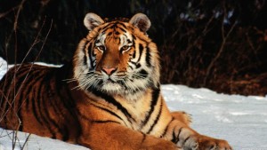 Winter-Tiger-Wild-Cat-Images